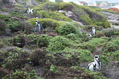 bettys bay IMG_1879.JPG